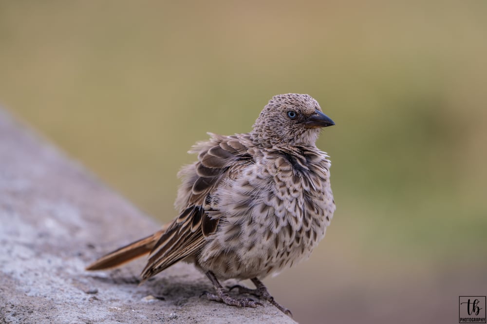 Rufous-tailed weaver